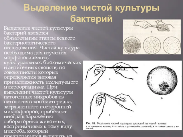 Выделение чистой культуры бактерий Выделение чистой культуры бактерий является обязательным