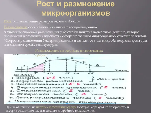 Рост и размножение микроорганизмов Рост-это увеличение размеров отдельной особи. Размножение-способность