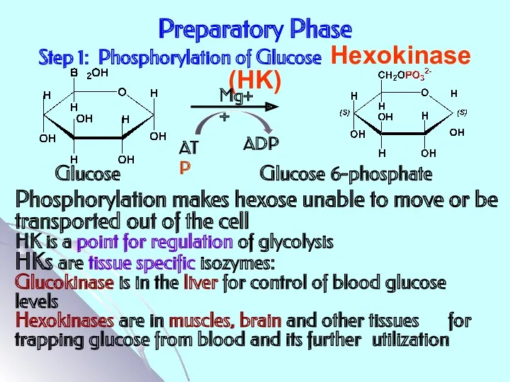 Preparatory Phase Step 1: Phosphorylation of Glucose Hexokinase (HK) ATP ADP Mg++ Glucose