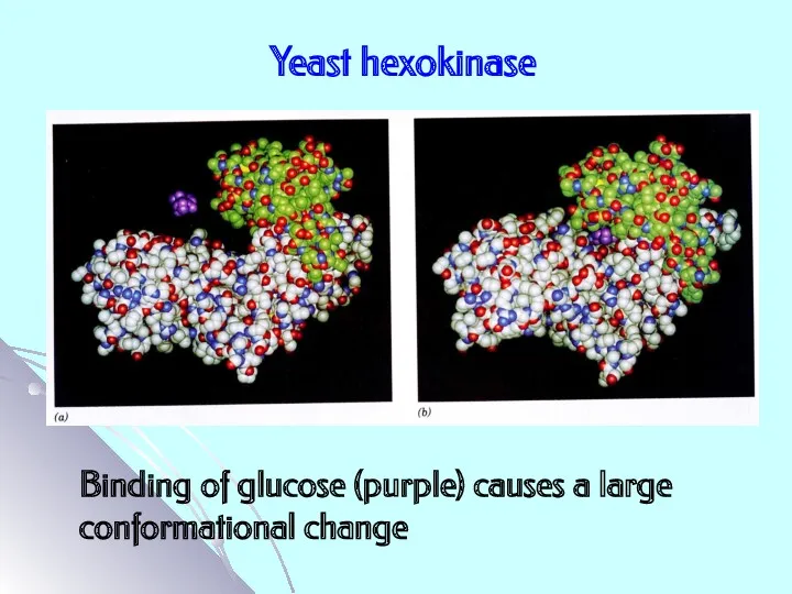 Yeast hexokinase Binding of glucose (purple) causes a large conformational change