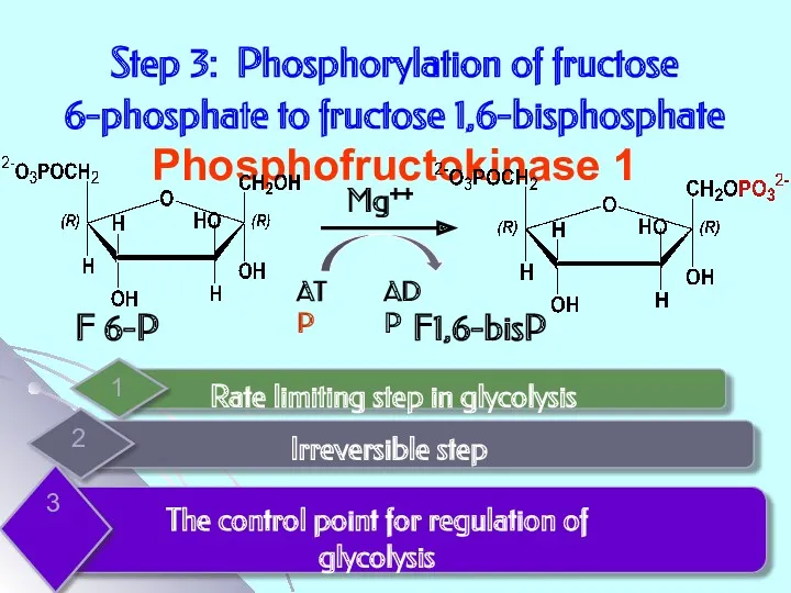 Step 3: Phosphorylation of fructose 6-phosphate to fructose 1,6-bisphosphate Phosphofructokinase 1 Mg++ F