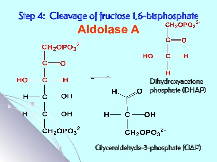 Step 4: Cleavage of fructose 1,6-bisphosphate Aldolase A Dihydroxyacetone phosphate (DHAP) Glyceraldehyde-3-phosphate (GAP)