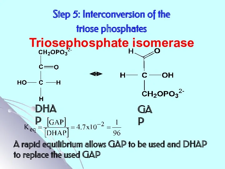 Step 5: Interconversion of the triose phosphates Triosephosphate isomerase A rapid equilibrium allows