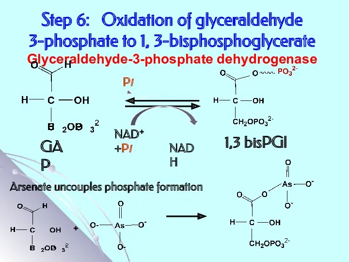 Step 6: Oxidation of glyceraldehyde 3-phosphate to 1, 3-bisphosphoglycerate Glyceraldehyde-3-phosphate dehydrogenase NAD+ +Pi