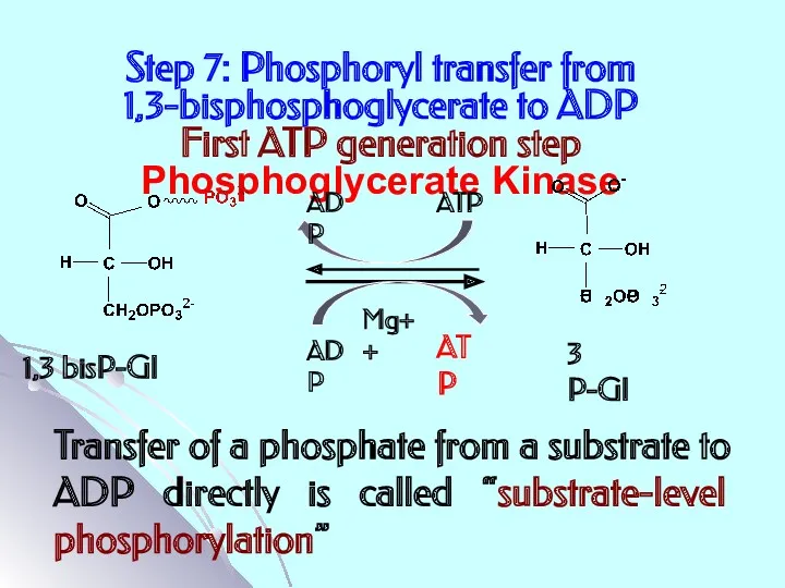 Step 7: Phosphoryl transfer from 1,3-bisphosphoglycerate to ADP First ATP generation step Phosphoglycerate