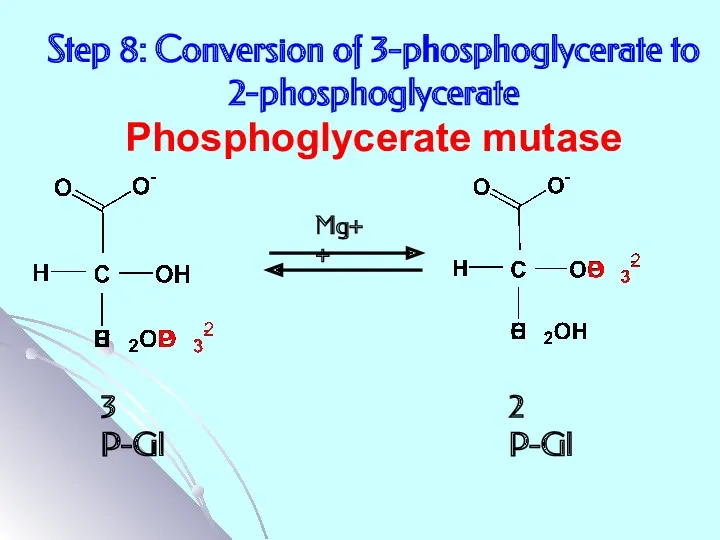 3 P-Gl 2 P-Gl Step 8: Conversion of 3-phosphoglycerate to 2-phosphoglycerate Phosphoglycerate mutase Mg++