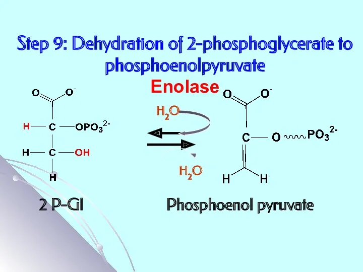 Step 9: Dehydration of 2-phosphoglycerate to phosphoenolpyruvate Enolase 2 P-Gl Phosphoenol pyruvate H2O H2O
