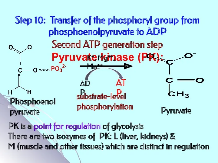 Step 10: Transfer of the phosphoryl group from phosphoenolpyruvate to