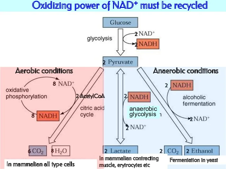 Oxidizing power of NAD+ must be recycled 2 2 2 6 2 2