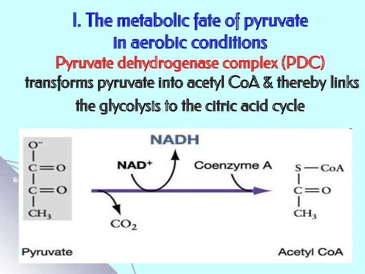 I. The metabolic fate of pyruvate in aerobic conditions Pyruvate dehydrogenase complex (PDC)