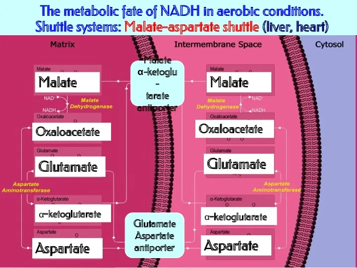 The metabolic fate of NADH in aerobic conditions. Shuttle systems: Malate-aspartate shuttle (liver,