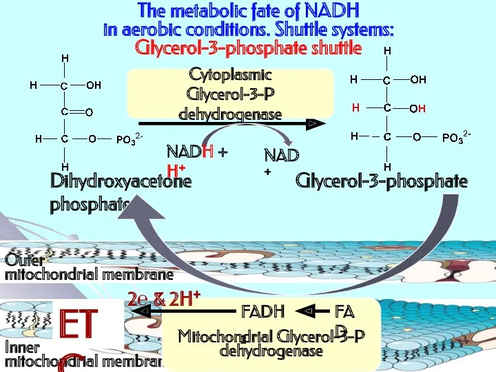 The metabolic fate of NADH in aerobic conditions. Shuttle systems: Glycerol-3-phosphate shuttle Dihydroxyacetone