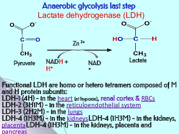 Anaerobic glycolysis last step Lactate dehydrogenase (LDH) Functional LDH are homo or hetero