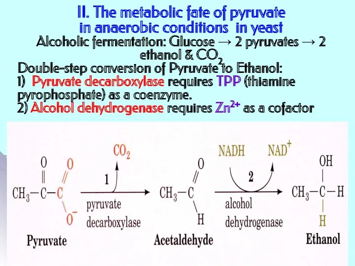 II. The metabolic fate of pyruvate in anaerobic conditions in