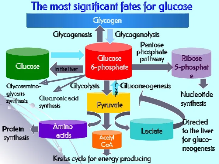 The most significant fates for glucose Glucose 6-phosphate Ribose 5-phosphate