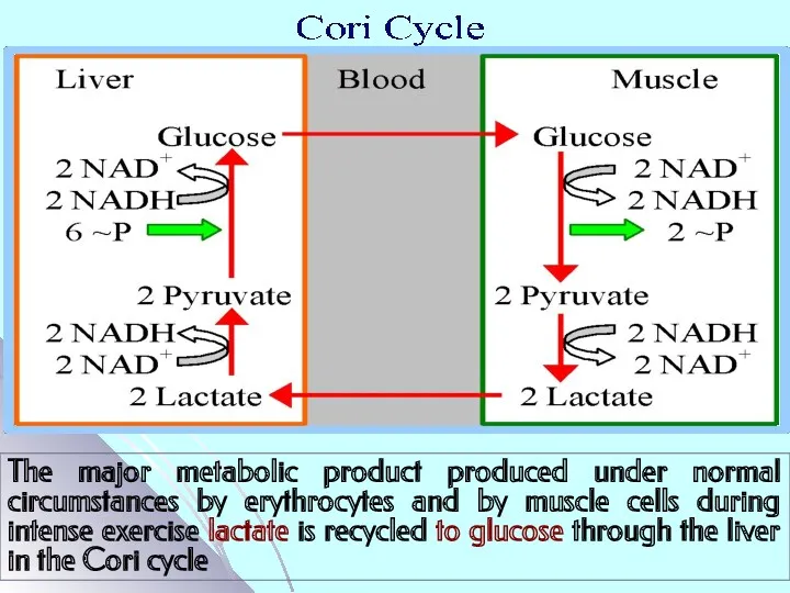 The major metabolic product produced under normal circumstances by erythrocytes and by muscle