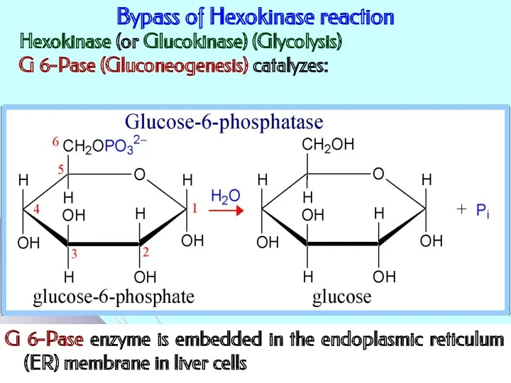 Bypass of Hexokinase reaction G 6-Pase enzyme is embedded in