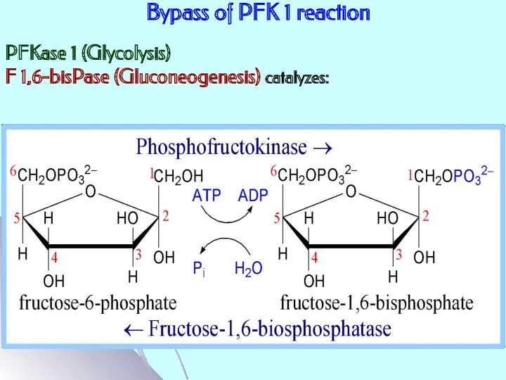 Bypass of PFK 1 reaction PFKase 1 (Glycolysis) F 1,6-bisPase (Gluconeogenesis) catalyzes: