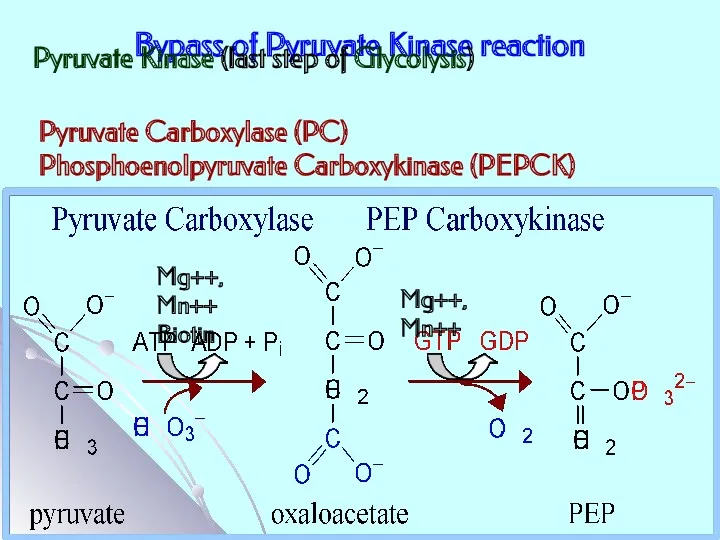 Bypass of Pyruvate Kinase reaction Pyruvate Kinase (last step of Glycolysis) Pyruvate Carboxylase