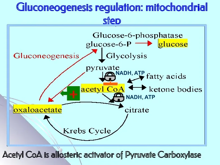 Gluconeogenesis regulation: mitochondrial step NADH, ATP + NADH, ATP Acetyl CoA is allosteric
