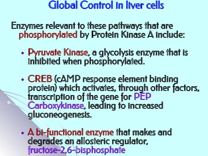 Global Control in liver cells Enzymes relevant to these pathways