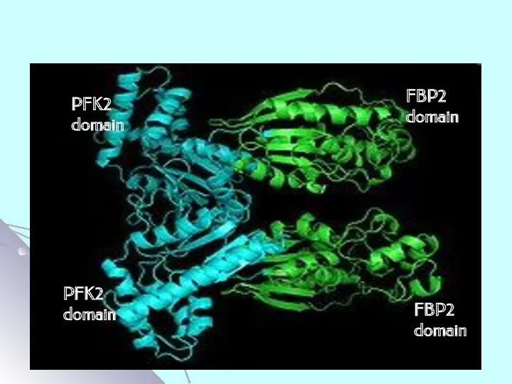 PFK2 domain FBP2 domain PFK2 domain FBP2 domain