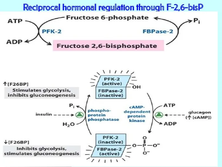 Reciprocal hormonal regulation through F-2,6-bisP