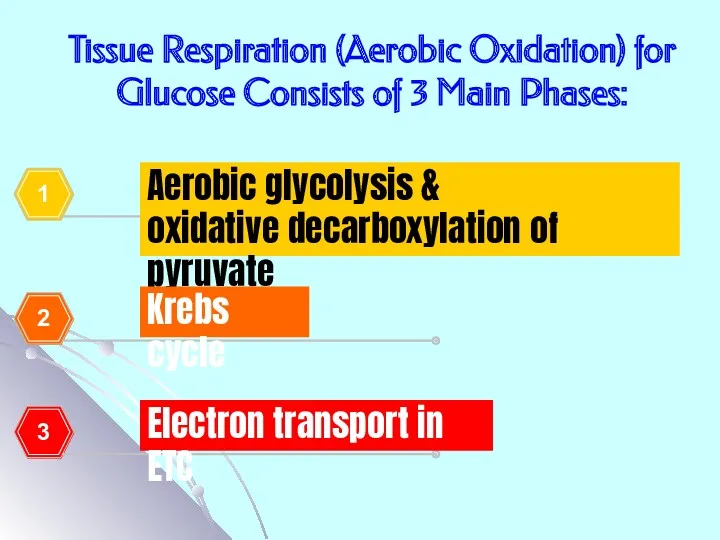 Tissue Respiration (Aerobic Oxidation) for Glucose Consists of 3 Main Phases: