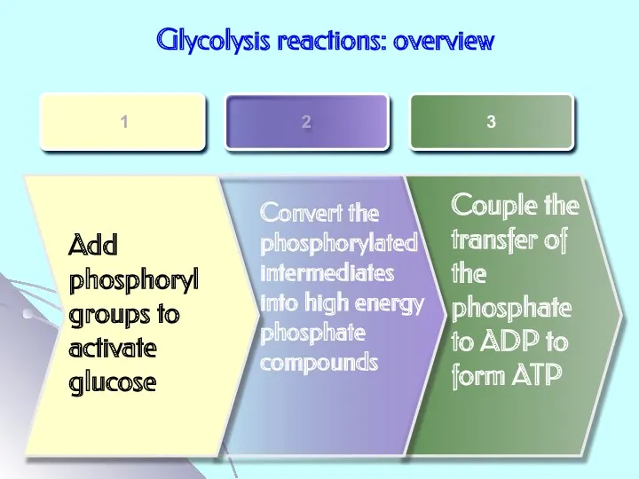 Glycolysis reactions: overview Add phosphoryl groups to activate glucose Convert the phosphorylated intermediates