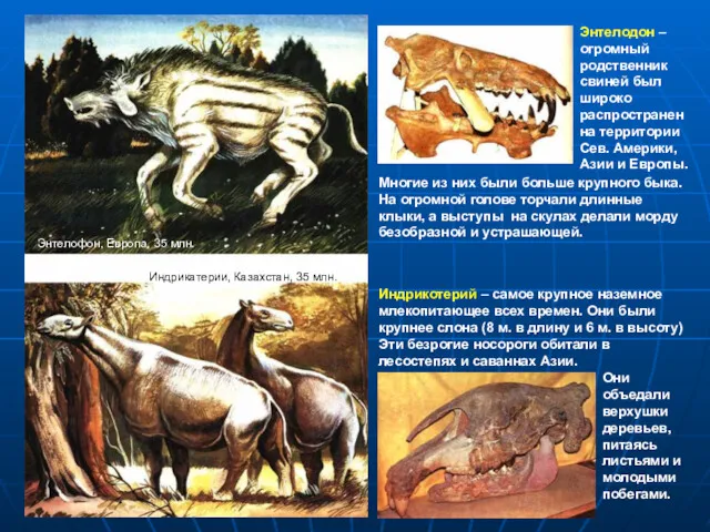 Энтелодон – огромный родственник свиней был широко распространен на территории