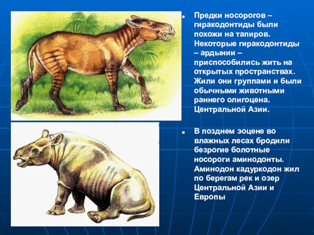 Предки носорогов – гиракодонтиды были похожи на тапиров. Некоторые гиракодонтиды