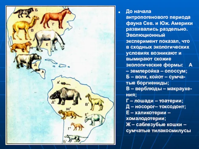 До начала антропогенового периода фауна Сев. и Юж. Америки развивались