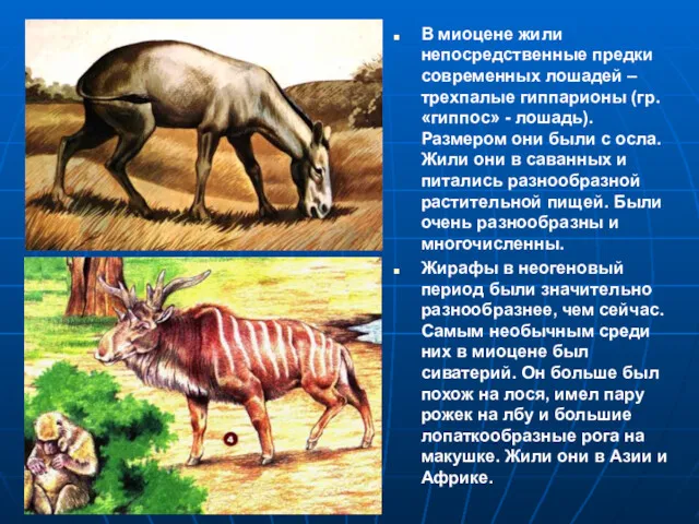 В миоцене жили непосредственные предки современных лошадей – трехпалые гиппарионы