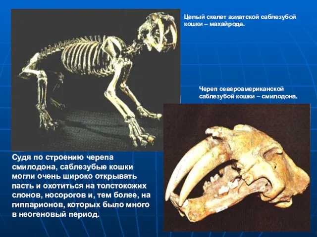 Судя по строению черепа смилодона, саблезубые кошки могли очень широко