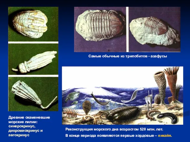 Древние окаменевшие морские лилии: синерокринус, дикромиокринус и пегокринус Самые обычные