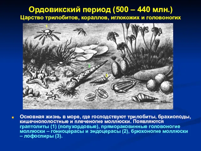 Ордовикский период (500 – 440 млн.) Царство трилобитов, кораллов, иглокожих