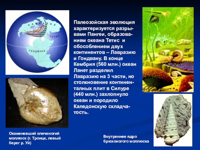 Палеозойская эволюция характеризуется разры-вами Пангеи, образова-нием океана Тетис и обособлением