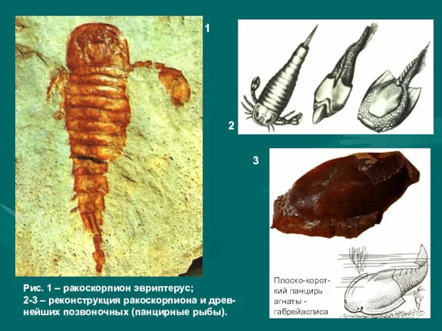 Рис. 1 – ракоскорпион эвриптерус; 2-3 – реконструкция ракоскорпиона и