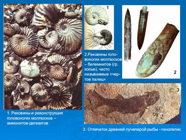 3. Отпечаток древней лучеперой рыбы - ганолепис 2.Раковины голо-воногих моллюсков