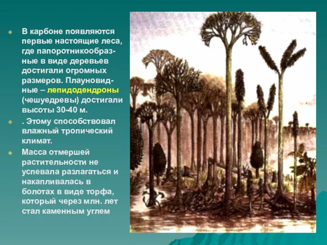 В карбоне появляются первые настоящие леса, где папоротникообраз-ные в виде