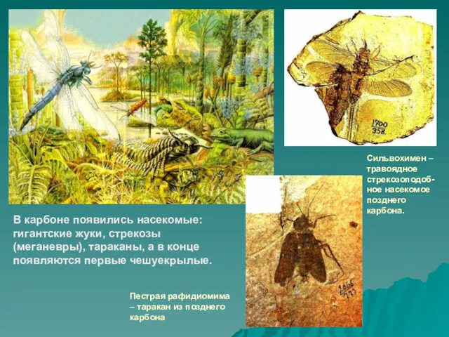 В карбоне появились насекомые: гигантские жуки, стрекозы (меганевры), тараканы, а