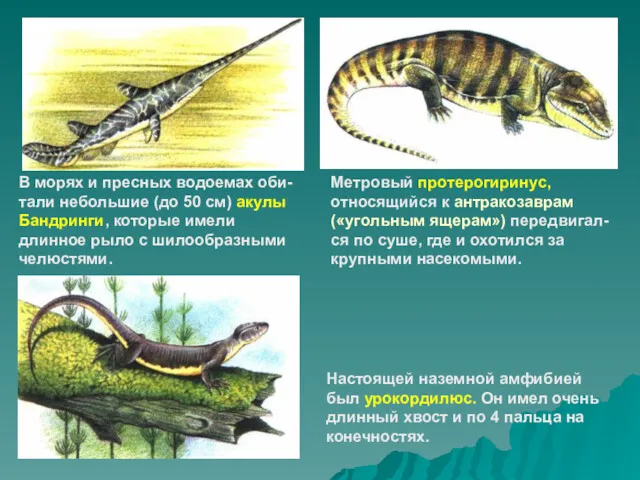 В морях и пресных водоемах оби- тали небольшие (до 50