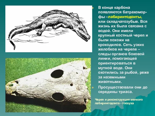 В конце карбона появляются батрахомор-фы –лабиринтодонты, или складчатозубые. Вся жизнь