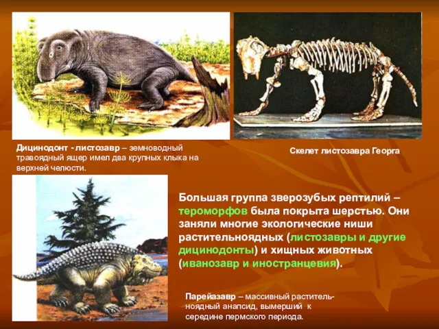 Большая группа зверозубых рептилий – тероморфов была покрыта шерстью. Они