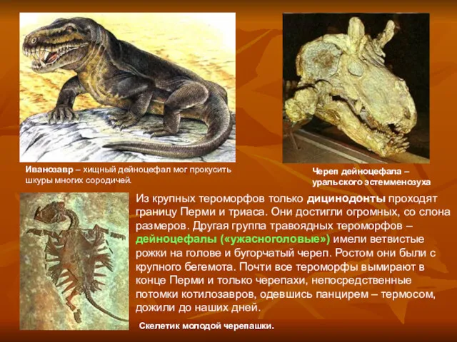 Из крупных тероморфов только дицинодонты проходят границу Перми и триаса.