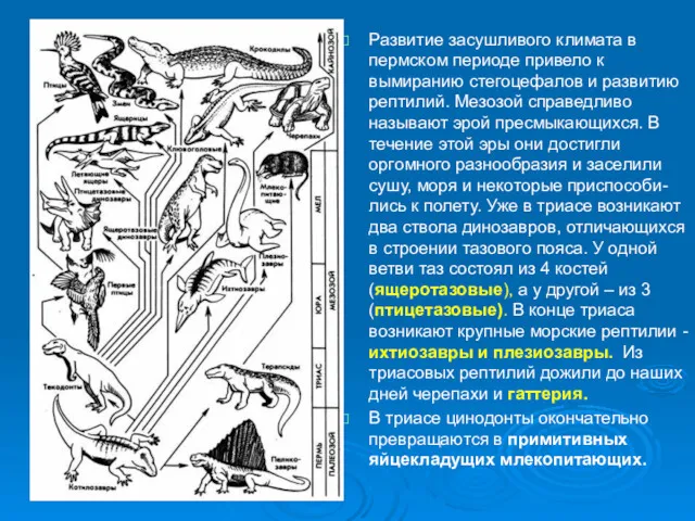 Развитие засушливого климата в пермском периоде привело к вымиранию стегоцефалов