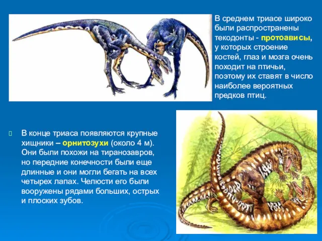 В конце триаса появляются крупные хищники – орнитозухи (около 4