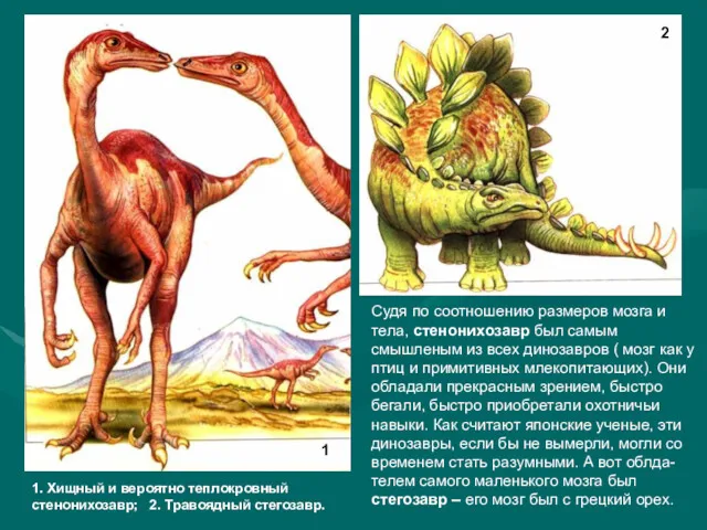 Судя по соотношению размеров мозга и тела, стенонихозавр был самым