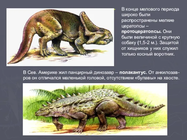 В конце мелового периода широко были распространены мелкие цератопсы –протоцератопсы.