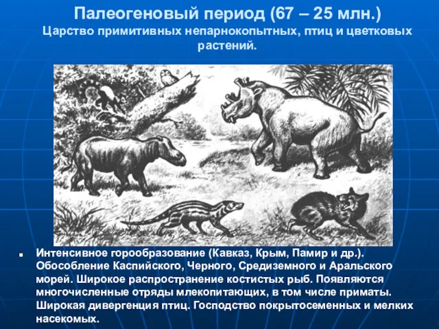 Палеогеновый период (67 – 25 млн.) Царство примитивных непарнокопытных, птиц